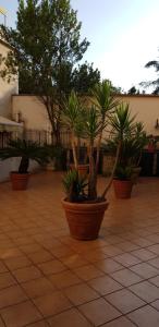 een groep potplanten op een betegelde binnenplaats bij B&B Casa Roel in Sant'Agnello