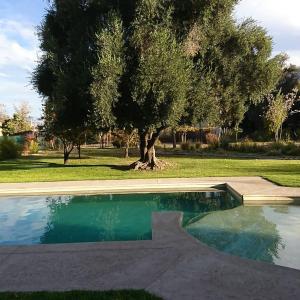 a swimming pool with a tree in the background at Vieja Posada Hotel Histórico in Cafayate
