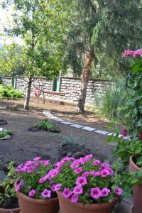 eine Gruppe Blumen in Töpfen im Garten in der Unterkunft Etna Sweet Country in Pedara