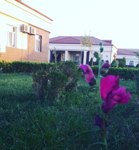 un grupo de flores púrpuras en el césped frente a una casa en Shamakhy Sport Villas, en Şamaxı