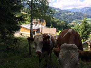 Tiere in der Ferienwohnung oder in der Nähe