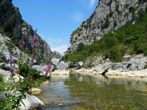 a river in the mountains with flowers in the foreground at L'Ostalet in Prugnanes
