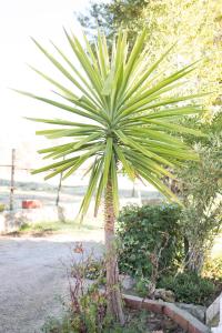 a palm tree is growing in a garden at Mi Casita in Ronda