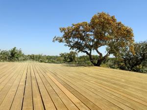 a wooden floor with a tree in the background at Bubulcus and Bolotas - Off Grid Nature Holiday Home in Vimieiro