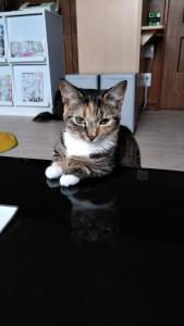 a cat sitting on a counter in a kitchen at Cat Cafe & Stay Cultus's Home in Otaru