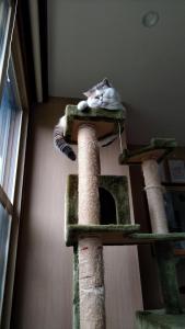 a cat laying on top of a cat tree at Cat Cafe & Stay Cultus's Home in Otaru