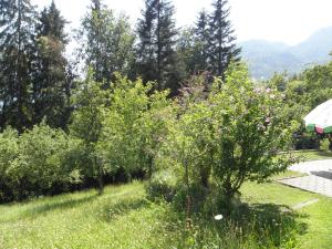 un árbol en medio de un patio en Ferienhaus-Loidl en Bad Ischl