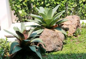 a plant in a garden next to a rock at NZHome Residence in Karawang