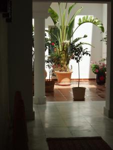 einen Flur mit Topfpflanzen in einem Gebäude in der Unterkunft Casa Atlantica in Rota