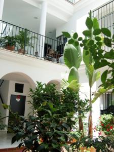 ロタにあるCasa Atlanticaの廊下に植物がたくさん並ぶ建物
