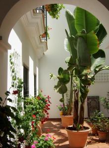 ロタにあるCasa Atlanticaの鉢植えの植物がたくさん並ぶ部屋