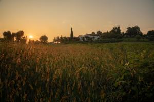 un campo de hierba alta con la puesta de sol en el fondo en Agriturismo Relais Maddalene101, en Vicenza