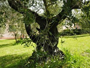 a tree in the middle of a grassy field at Agriturismo Gli Archi in Fauglia
