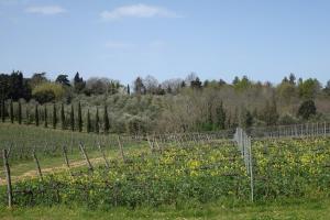 un vignoble avec un bouquet de fleurs dans un champ dans l'établissement Agriturismo Gli Archi, à Fauglia