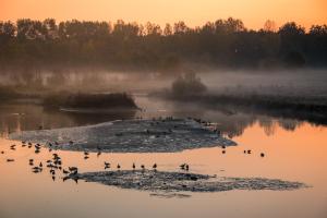 a group of birds standing on an island in the water at BAZ holiday homes in Bazel