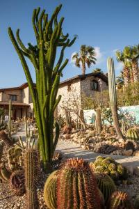 Vonkajšia záhrada v ubytovaní Garden Cactus