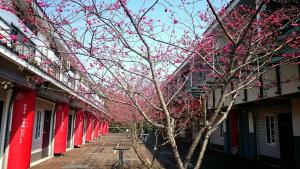 a row of buildings with pink flowering trees between them at Sanyi Homestay in Sanyi