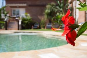 una flor roja junto a una piscina en Rambla de Marisol Apartments en Castelldefels