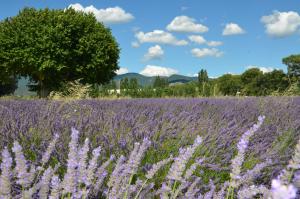 een veld paarse lavendel met een boom op de achtergrond bij Mas de l'Amme in Valréas
