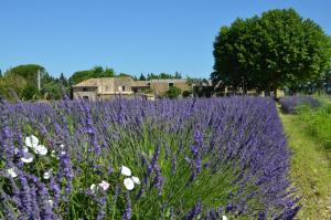een veld van paarse en witte bloemen in een veld bij Mas de l'Amme in Valréas