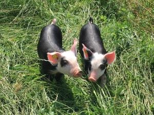 Animais no B&B ou nos arredores