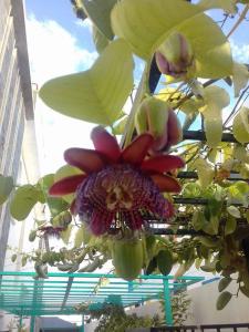 Zahrada ubytování Riad Passiflora