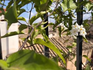 uma árvore com flores brancas em frente a um edifício em Círculo Artístico 1911 Hotel Boutique em Caravaca de la Cruz