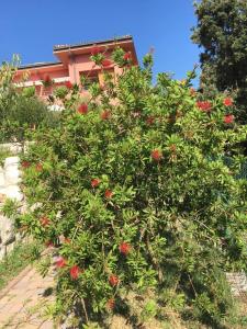 un cespuglio con fiori rossi di fronte a una casa di Villa Matovica a Kampor