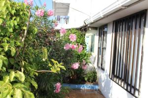 un jardín con flores rosas en el lateral de un edificio en Blue Almond Hostel - San Andres, en San Andrés