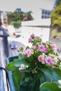 a plant with pink flowers sitting on a balcony at Lisbon Dreams Estrela TOP Suites in Lisbon