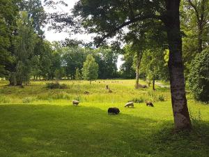 Zahrada ubytování Paali cottages
