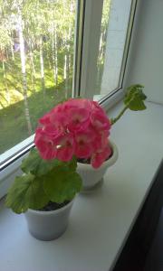 two pink flowers sitting on a window sill at Apartment Chernihivska 13 in Shostka