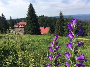 un campo de flores púrpuras delante de una casa en Apartmán Sulov en Staré Hamry