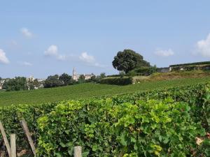 a vineyard with green crops on a hill at Au Vélo dans l'Arbre in Saint-Sulpice-de-Faleyrens +51 photos