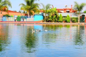 Tres patos nadando en un cuerpo de agua en Gite Karima en Madagh