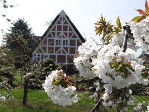 a tree with white flowers in front of a house at Ferienwohnungen von Schassen in Twielenfleth