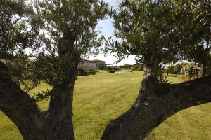 two trees in a field with a house in the background at Due Lune Puntaldia Resort & Golf in San Teodoro