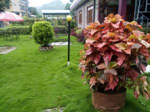 Un jardín fuera de Galaxy Inn Guest House