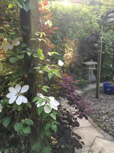 a garden with white flowers on the side of a building at The Lavender Room in Saundersfoot +3 photos
