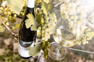 a bottle of wine and two glasses of grapes at Hotel Plattenhof in Termeno