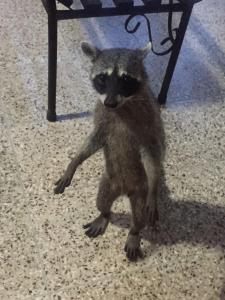 Altri animali domestici presso la stanza in casa privata o nei dintorni