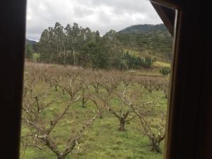 uma vista a partir de uma janela de comboio de um pomar de maçãs em Pousada Sabor da Roça em Urubici