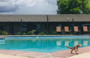 a dog walking next to a swimming pool at Dinosaur Inn & Suites in Vernal