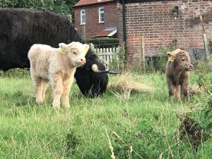 dos vacas de pie en el césped en un campo en The Earsdon Annexe, en North Walsham