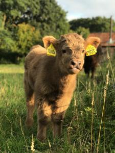 a baby calf with tags in its ears in a field at The Earsdon Annexe in North Walsham