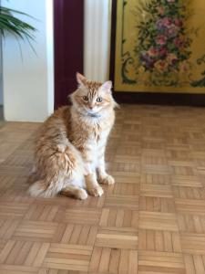un gato naranja sentado en un suelo de madera en Villa de Donatis Charming Guest House, en Casarano