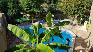 a plant next to a swimming pool with blue chairs at Piero's Apartment in Carbonia