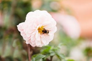eine Biene auf einer weißen Blume in der Unterkunft Gasthaus Hummel in Duggendorf