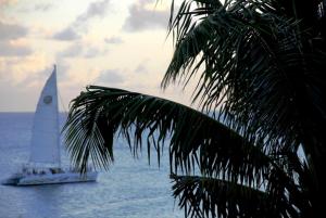 ein Segelboot im Wasser mit einer Palme in der Unterkunft Sapphire Beach Resort in East End