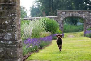 a dog walking down a path in a garden at Grove of Narberth in Narberth